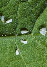 whitefly